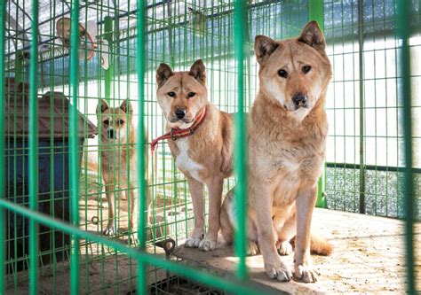 (kae and kyon are korean words for dog. Korea's Jindo dogs are facing a crisis at home - The Korea ...