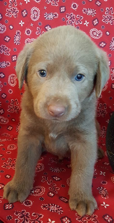 Www.silverwaterlabs.com silver labrador puppies in ohio these are silverwaterlabs silver and charcoal lab puppies we are located in ohio check out our web. Labrador Retriever Puppies For Sale | Cincinnati, OH #208366