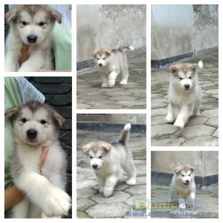 Ras alaskan malamute murni pun terancam punah. Dunia Anjing | Jual Anjing Alaskan Malamute - Jual Alaskan ...