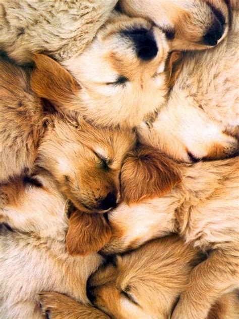 Golden retrievers always rank high among the most popular breeds in the united states. 60 Times Golden Retrievers Were So Adorable You Wanted To ...