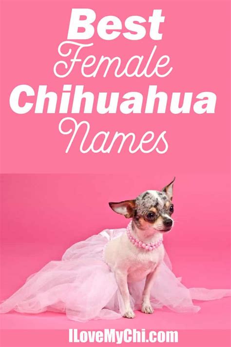 As the igbo's are also profoundly religious, most igbo names have a 'chi' (god) connotation. Best Female Chihuahua Names | I Love My Chi