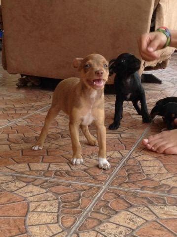 Will have 6 wk puppy shots. Rat terrier with Doberman pinscher for Sale in Miami ...