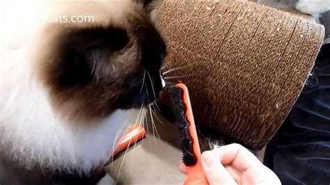 Vacuum regularly and wash linens, rugs and everything the cat touches. Cat Hair Removal Brush - Lilly Brush - ねこ - ラグドール ...