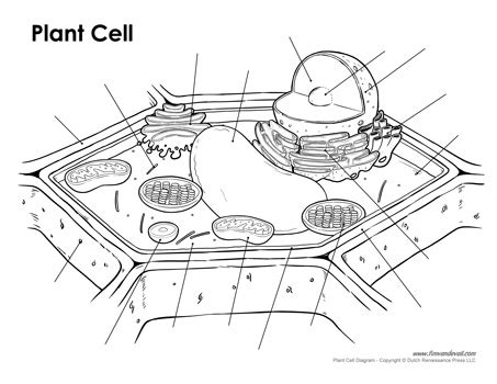 Terms in this set (12). plant-cell-diagram-unlabeled-453 - Tim's Printables