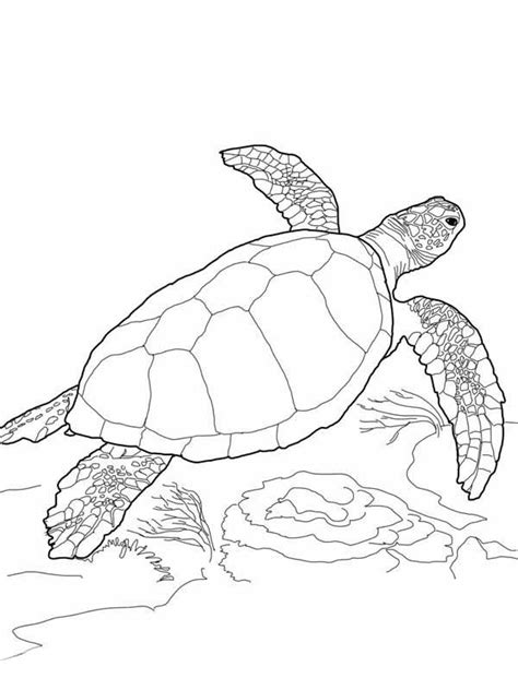 Loggerhead sea turtle coloring page. Meeresschildkröte Malvorlagen sea turtle loggerhead sea ...