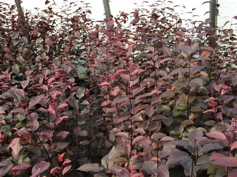 Le foglie tubolari della sanseveria cylindrica in un vaso su un piedistallo sono come un segno grafico. Arbusti, eccone alcuni a foglie rosse per giardini e siepi ...