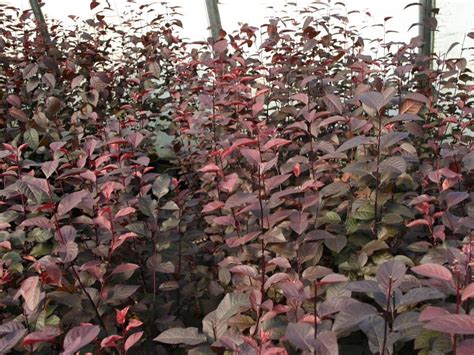 Queste piante nel loro habitat. Arbusti, eccone alcuni a foglie rosse per giardini e siepi ...