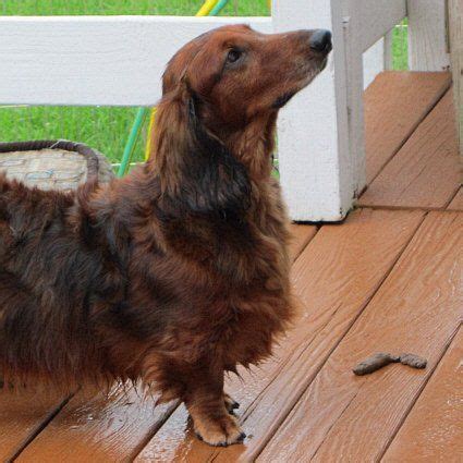 This breed standard for the dachshund (long haired) is the guideline which describes its ideal characteristics, temperament, appearance and colour. Julian. Handsome long hair dachshund available for ...