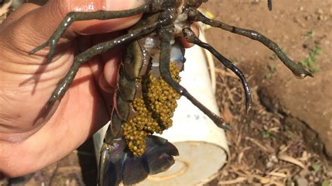 Ikan pedang juga salah satu dari jenis ikan hias air tawar yang juga bisa kita pelihara tanpa dilengkapi gelembung udara. Budidaya Lobster Air Tawar | redclaw crayfish | di ...