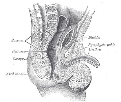 Abdominal and pelvic anatomy encompasses the anatomy of all structures of the abdominal and pelvic cavities. Male Pelvis