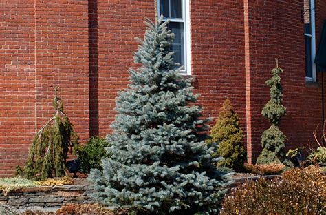 Colorado soils tend to be heavy clay and higher on the ph scale than many plants prefer. Trees that Grow Well In Colorado Meet 12 Spruce Trees and ...