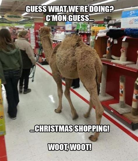 Imagine allowing your lazy friend crash on the couch for free. 23 Very Funny Camel Meme Photos And Images