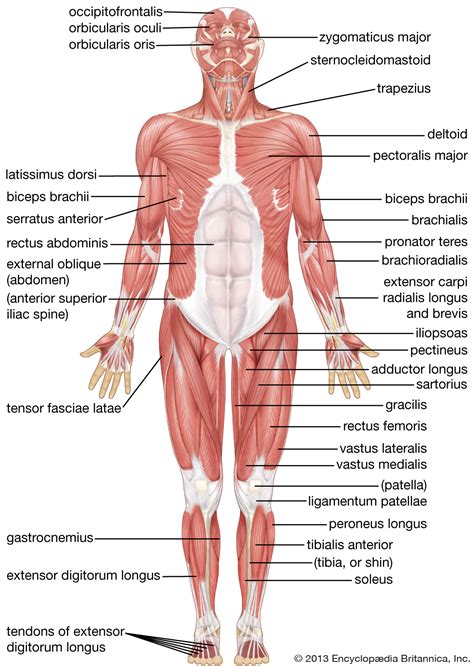 This is a table of skeletal muscles of the human anatomy. human muscle system | Functions, Diagram, & Facts | Britannica