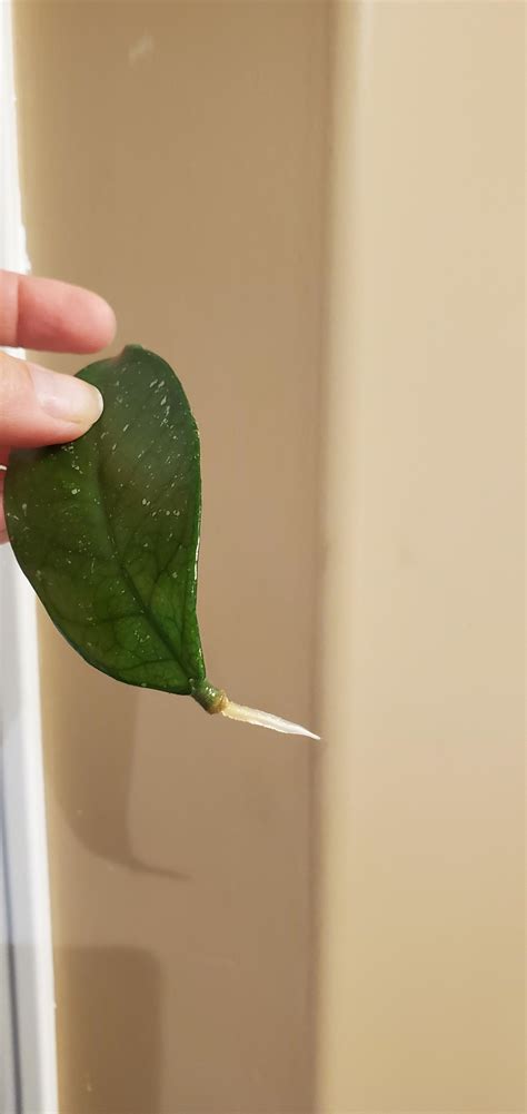 And just recently it has exploded in growth! Hoya Carnosa single leaf propagation. This leaf was months ...