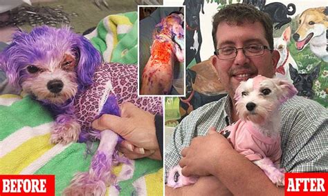 Get deals with coupon and discount code! Dog almost dies when her owner uses human hair dye on pet ...