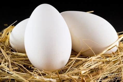 Jun 22, 2021 · it will take an average of 28 days for your duck eggs to hatch. How many days does a wild duck hatch eggs: timing and in ...