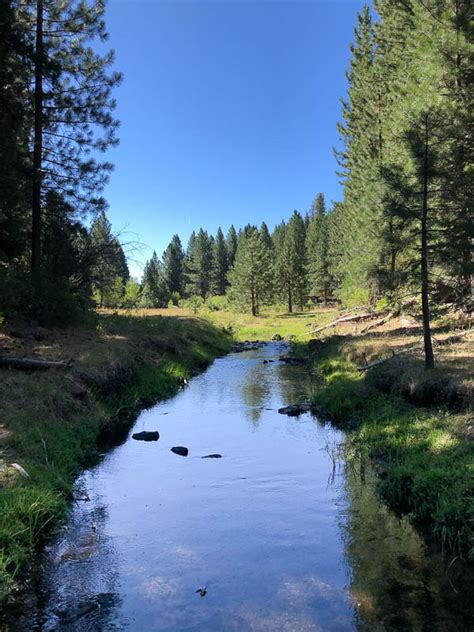 However, there is a lake virginia in california. Heritage native trout in California's far north | Fishing ...