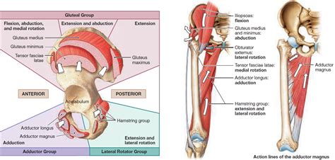 Both work together to produce normal movements. Muscle Anatomy - Skeletal Muscles - Groin Muscles - Calf ...