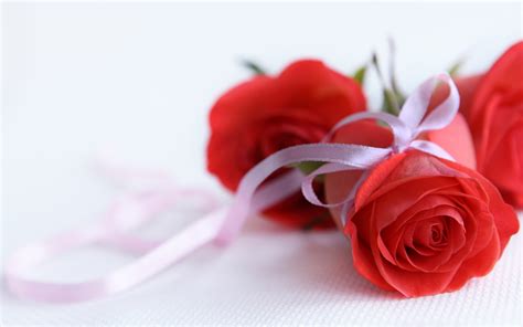 Rose wallpaper ringtones and wallpapers. Rose Flowers Wallpapers - Flower HD Wallpapers, Images ...