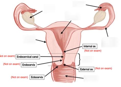 Vaginal veins drain to venous plexuses, which drain to internal iliac veins. Female Internal Anatomy Diagram / Female Internal Organs ...