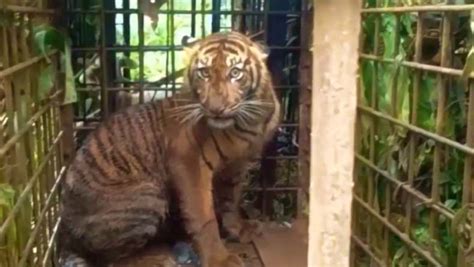 Wisata Ternak Kandang Macan / Bantuan Ternak Sapi Propinsi ...