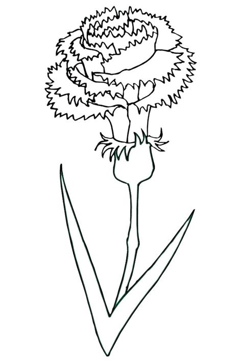 You can use our amazing online tool to color and edit the following carnation coloring pages. Carnation Coloring Page at GetColorings.com | Free ...