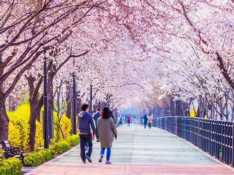 27 gambar pemandangan indah korea selatan tempat dan waktu terbaik jadwal musim sakura di korea 2019 download 10 di 2020 pemandangan 34 foto pemandangan alam di korea selatan 6 destinasi yang wajib kamu kunjungi di korea selatan ketika download di 2020 pemandangan. Wow 24+ Foto Wallpaper Korea Selatan - Rona Wallpaper