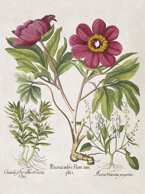 Fürstbischof johann conrad von gemmingen schuf 1597 mit dem hortus eystettensis einen botanischen garten, der eine kombination aus gartenterrassen, lusthäuschen und burgbauten darstellte. Postkartenbuch aus dem Garten von Eichstätt, Hortus ...