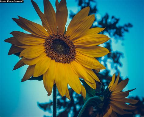 Gambar yang anda taruh akan berubah menjadi sebuah karya seni abadi dengan. sunflower 47 - Jual hiasan dinding