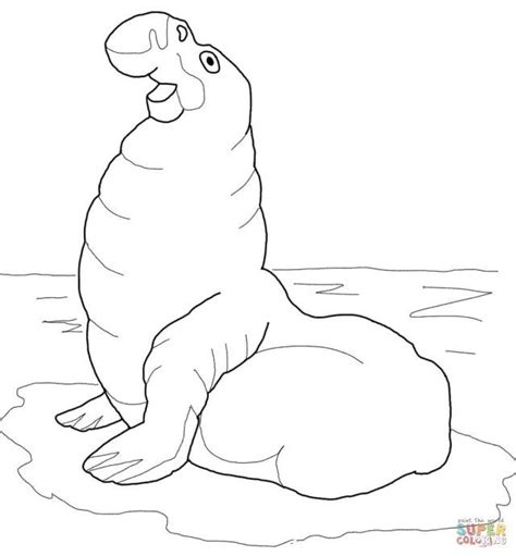 Aye aye (lemur) coloring page. Exclusive Picture of Seal Coloring Pages | Free coloring ...