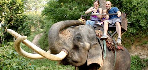 See 26 reviews, articles, and 8 photos of phutawan elephant camp, ranked no.269 on tripadvisor among 286 attractions in chiang mai. Maesa Elephant Camp : Chiang Mai Elephant Camp