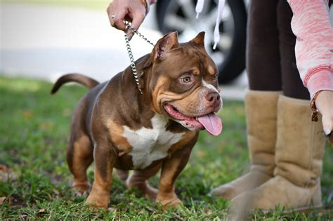 Check out more american bullies on our website at. THE FLASHY TRI COLOR AMERICAN BULLY PUPPIES OF VENOMLINE ...