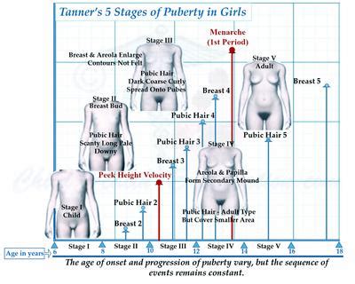 Menarche is usually reached between the ages of although usually breast development and growth of pubic hair proceed at similar rates, it is best to stage breast development separately from pubic. Menstruation Onset at Puberty