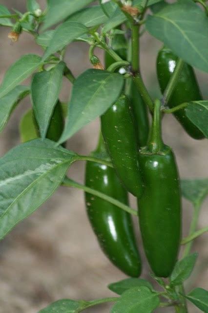 When to plant jalapeno peppers? Learn How to Grow Jalapenos - Pinterest Gardening