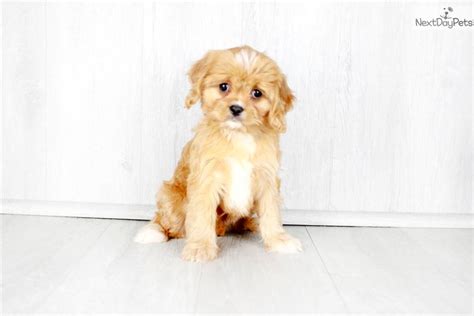 Puppies were born and live in our busy family home and subsequently used to young children adults males and females plus all the comin. Cavapoo puppy for sale near Columbus, Ohio. | 5a547893-5b61