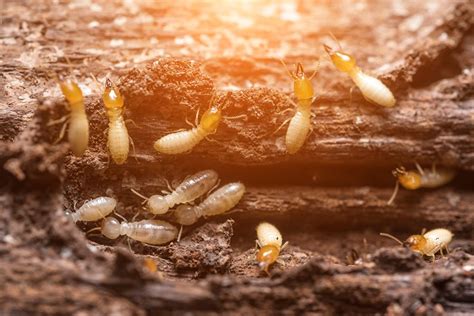 Ecotek provides turnkey termite control services, including complete termite extermination, cleanup and repair from termite damage. Pest Control | Suffolk, VA | Second Opinion Termite & Pest ...
