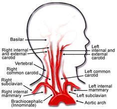 After receiving oxygenated blood from the lungs the arteries of the systemic. Vasculature of the head anatomy diagram - arteries of the ...