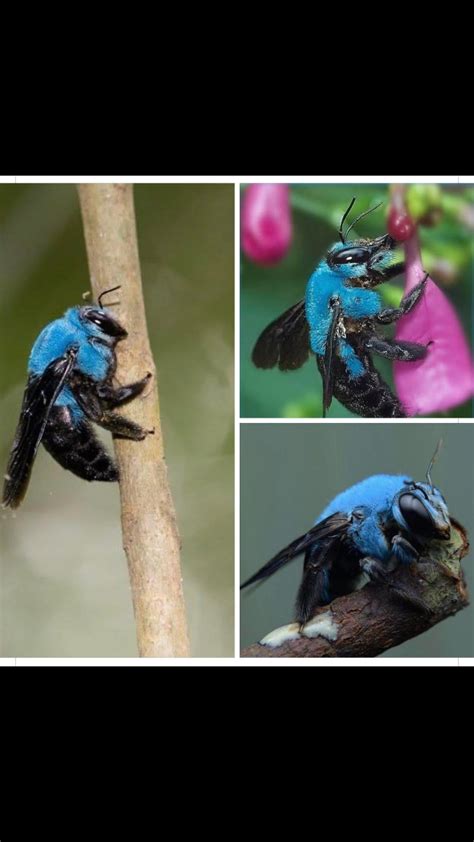 Carpenter bees are species in the genus xylocopa of the subfamily xylocopinae. Blue Carpenter Bee from southeast Asia : interestingasfuck