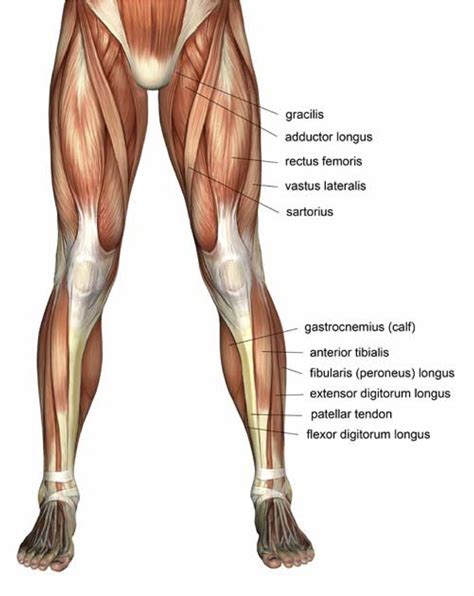 Labeled anatomy chart of male biceps and chest muscle on. Leg Muscles Diagrams Human Anatomy - 101 Diagrams