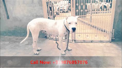 Dogs are such magnificent animals; Price Of Dogo Argentino Puppy In India - Bulldog Lover