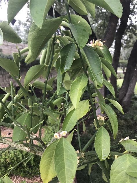 Lemon trees » back to thread index. Lemon tree - droopy and dropping leaves #gardening #garden ...