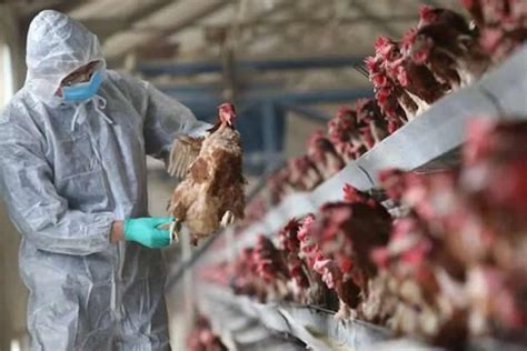 People at higher risk of complications, such as those. Bird Flu: Symptoms, precautions, and other important info ...