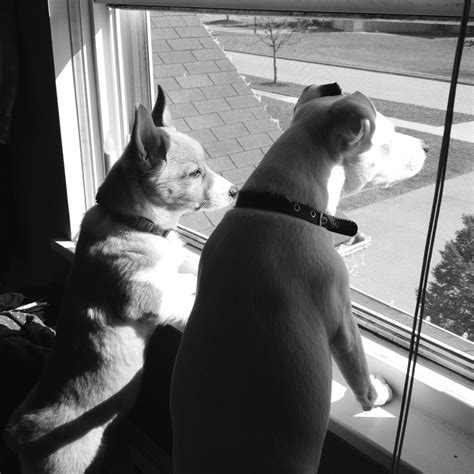 Instead of showing off its swimming capabilities, the golden retriever drags the corgi to the side of the pool. Emma our JRT n Abby our Corgi 2013 | Corgi, Animals, Dogs