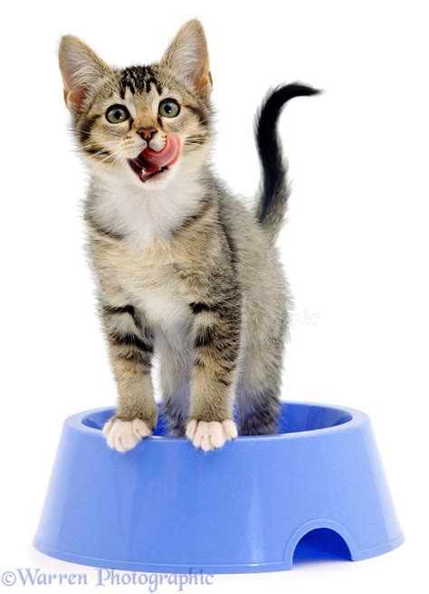 If not then read this article right now. Kitten with tongue out in a bowl photo WP01318