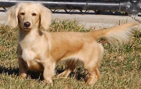 You want the best then start with the best! AKC FEMALE LONGHAIR CREAM DACHSHUND for Sale in Sacramento ...