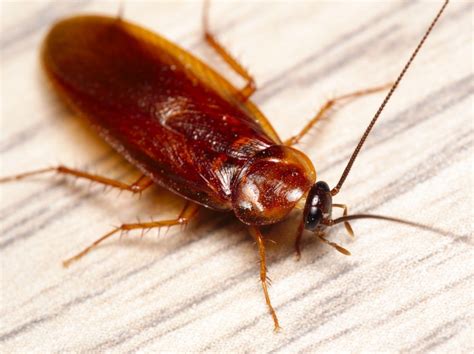 Want to know how to apply insecticides around your home yourself? cockroaches Archives - EcoTek Termite and Pest Control