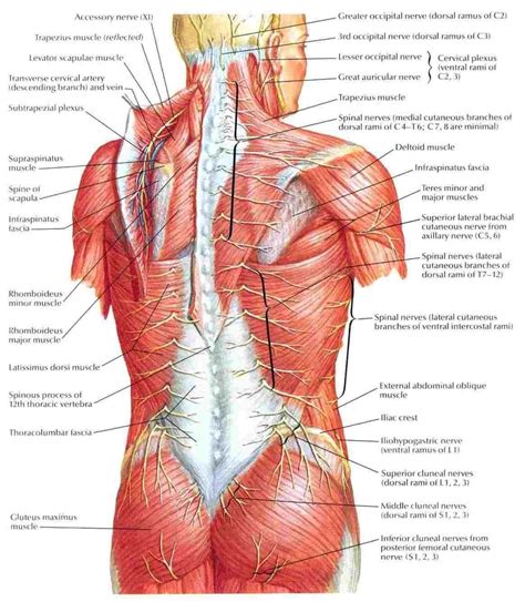 Human muscle system, the muscles of the human body that work the skeletal system, that are under voluntary control, and that are concerned with movement, posture, and balance. Human Body Diagram Back Muscles - Pin By Courtney Steely ...