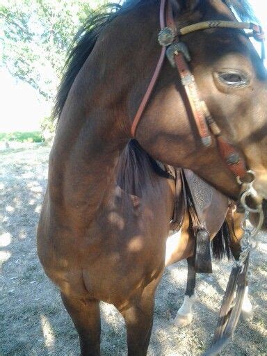 Scan left, center and right. Magdalena. | Trail riding, Horses, Riding