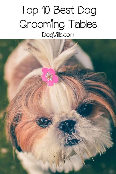 Baking soda powder or ear plucking powder from your pet store will help pluck hairs from inside your dog's ears. Dog Ear Hair Removal - 125 Best Haircuts in 2020 ...