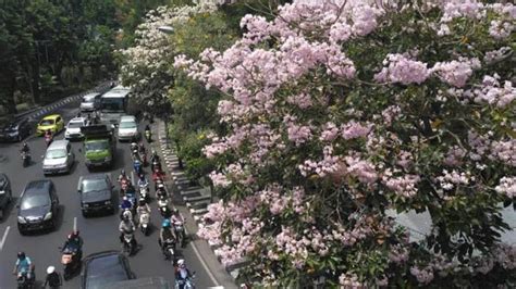 Duo kakak beradik ini memang punya karakter yang khas. Cantiknya Bunga Sakura di Surabaya yang Mekar Dimusim ...
